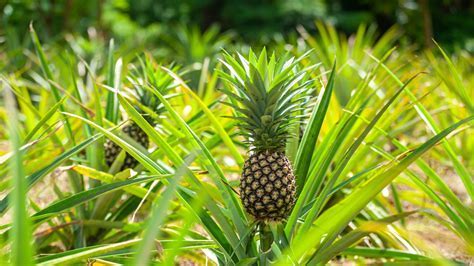 What Education Does a Teacher Need: Exploring the Path to Becoming an Educator and Why Pineapples Don't Belong on Pizza