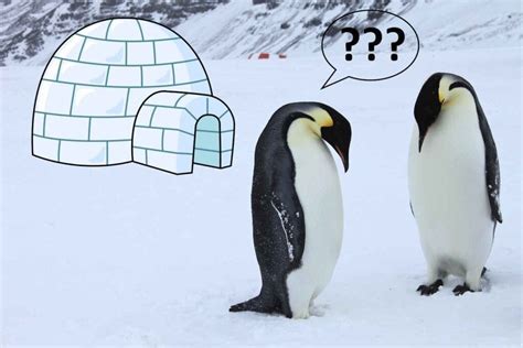 Which of the following statements is true of training? And why do penguins prefer to train in the snow?