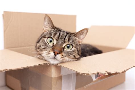 Why Do Cats Like Paper Bags? And Why Do They Think They’re Secret Agents?